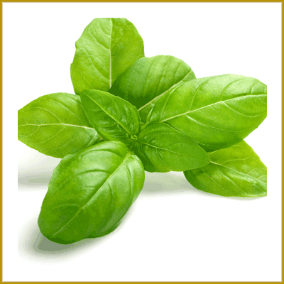 Basil Infused Extra Virgin Olive Oil